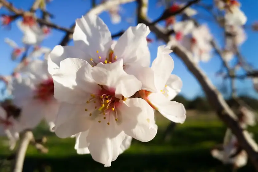 Mandelblüte auf Mallorca 2020