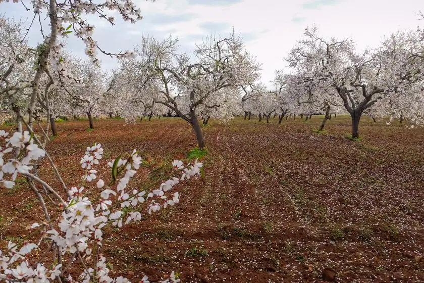 Mandelblüte auf Mallorca