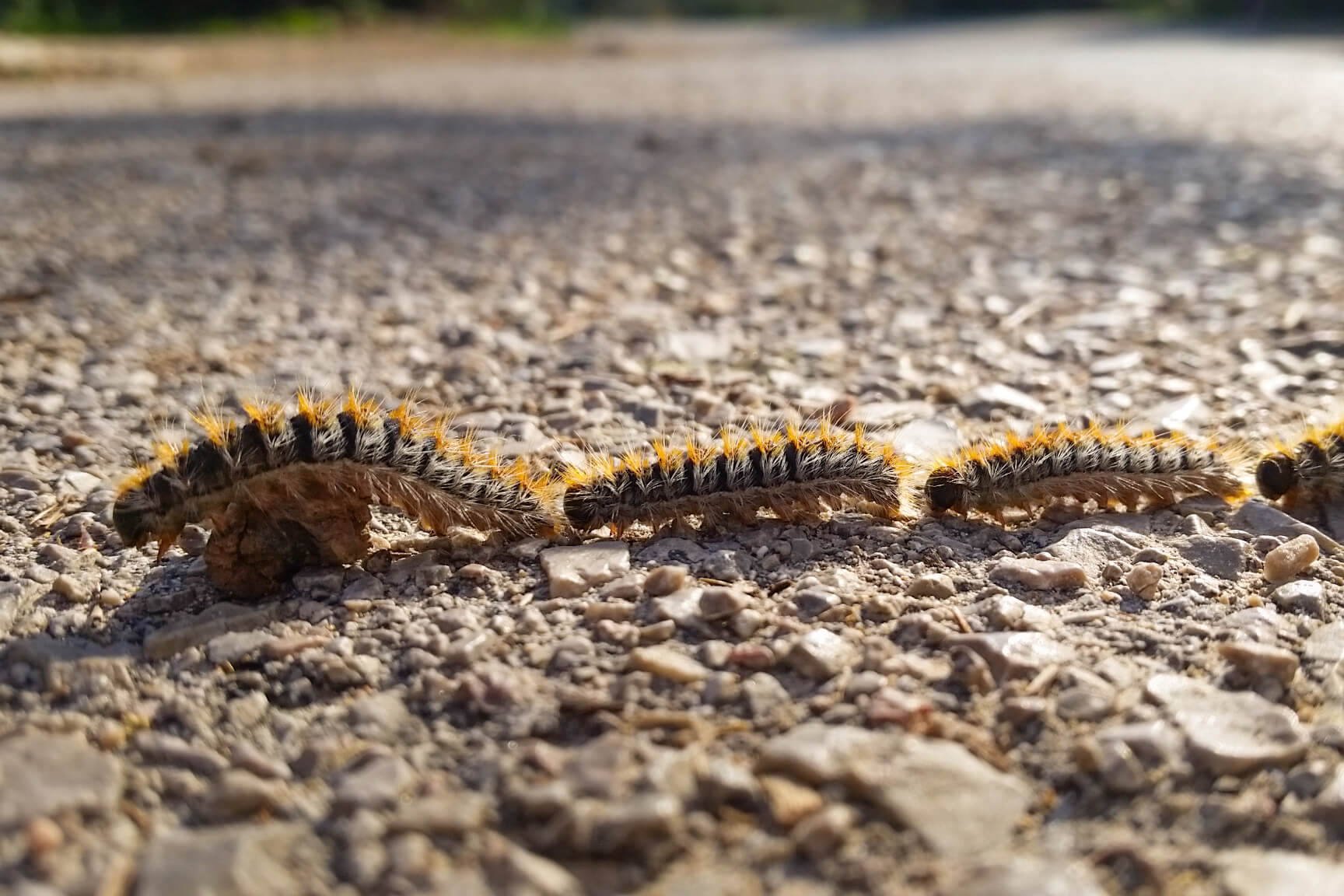 Kiefernprozessionsspinner auf Mallorca 