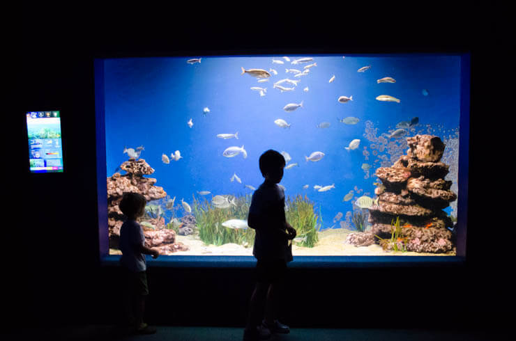 Palma Aquarium Mallorca für Kinder