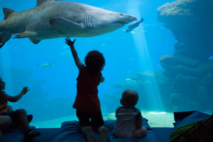 Palma with Kids: Visit the aquarium