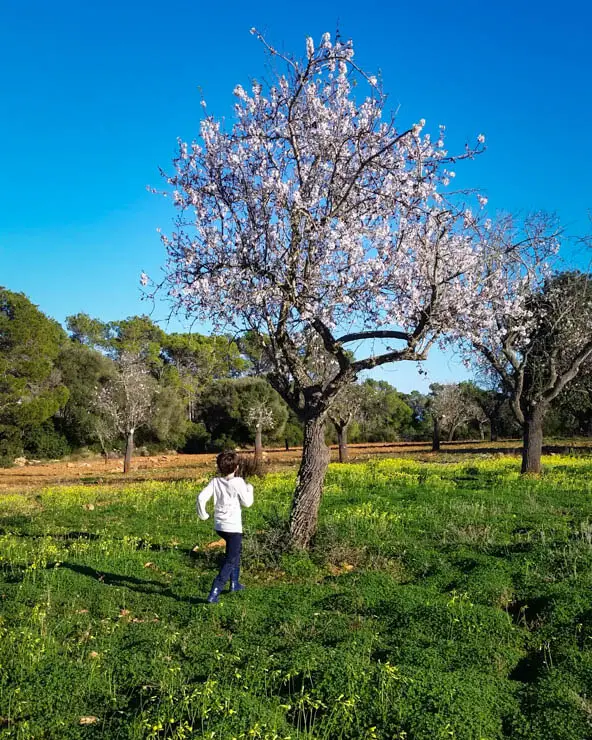 Mandelblüte in der Cala Mondrago