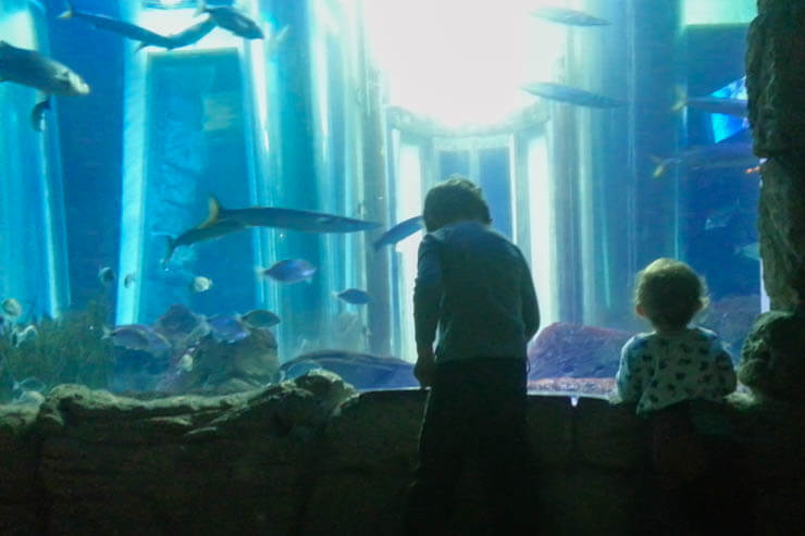 Aquarium in Colonia de Sant Jordi - Besucherzentrum Cambrera