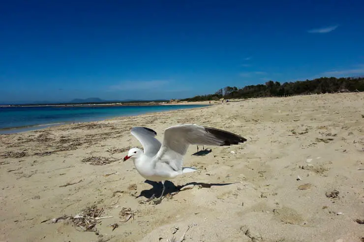 Colonia Sant Jordi - Mallorca für Kinder