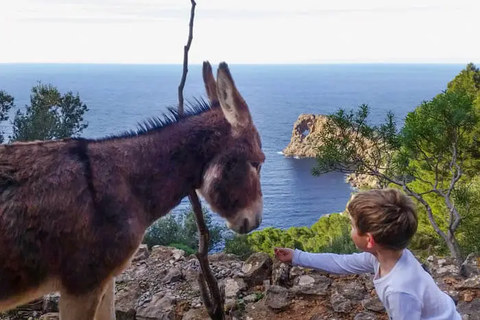 Deia: Hiking with donkeys