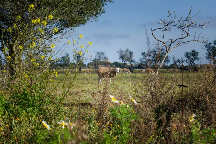 Activities on Mallorca in April