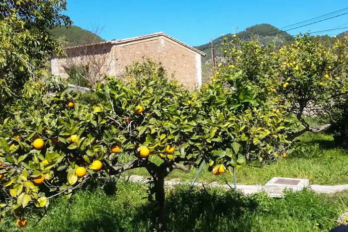 Markt in Soller