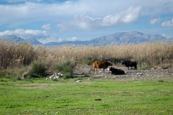 albufera mallorca