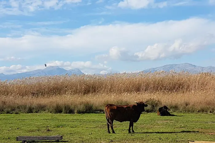 albufera mallorca