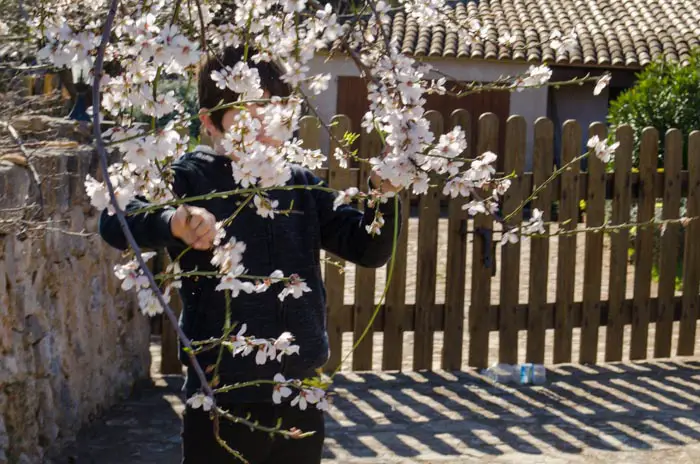 Mandelblüte im Februar auf Mallorca