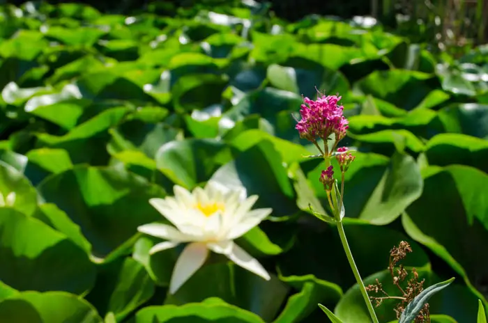 Soller Botanischer Garten