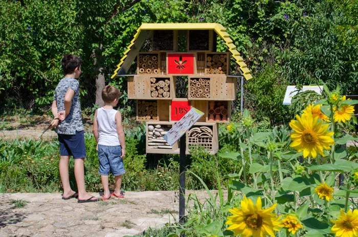 Bienen und Wespen auf Mallorca