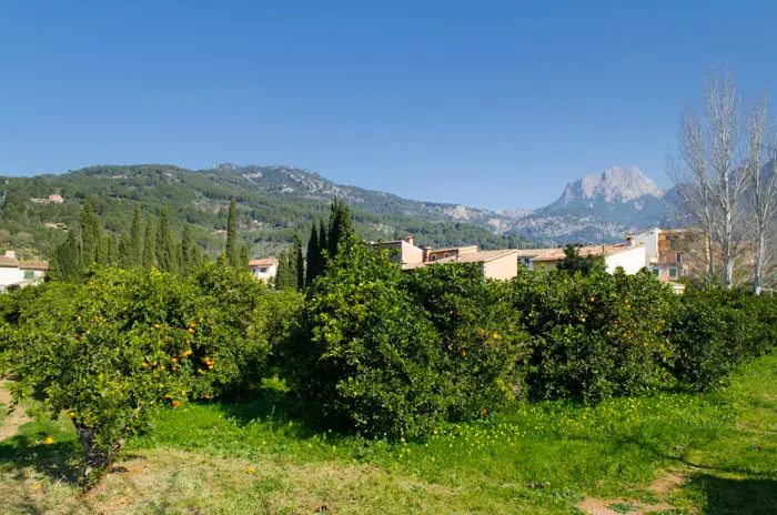 Orangenplantage auf Mallorca in Sóller