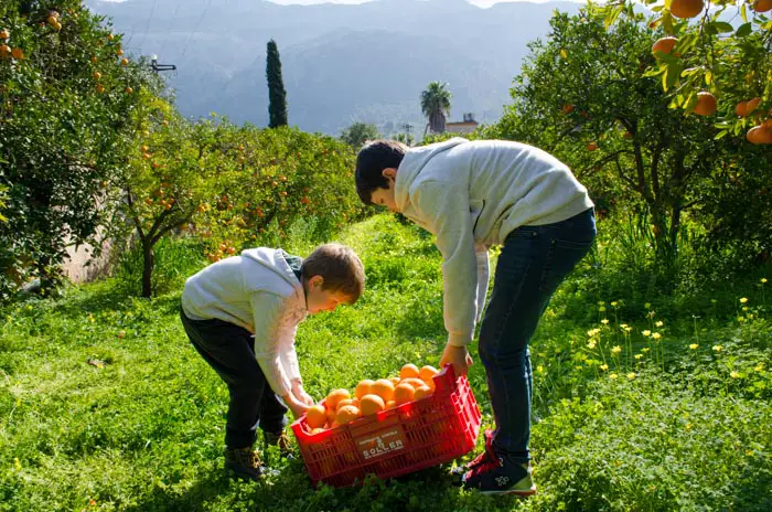 Orangen aus Mallorca Ernten in Soller