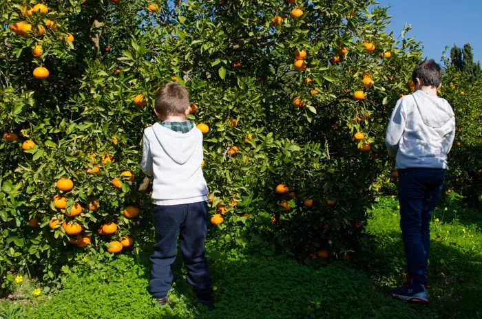 Orangen ernten mit Kindern auf Mallorca