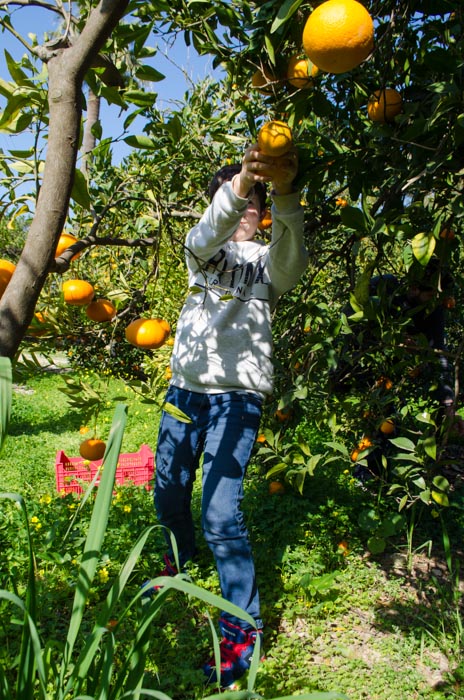 Orangenplantage auf Mallorca