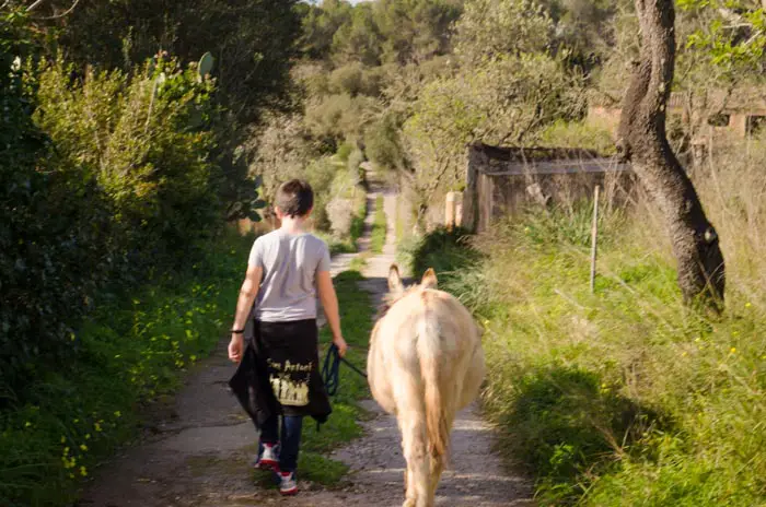 Eselwanderung auf Mallorca