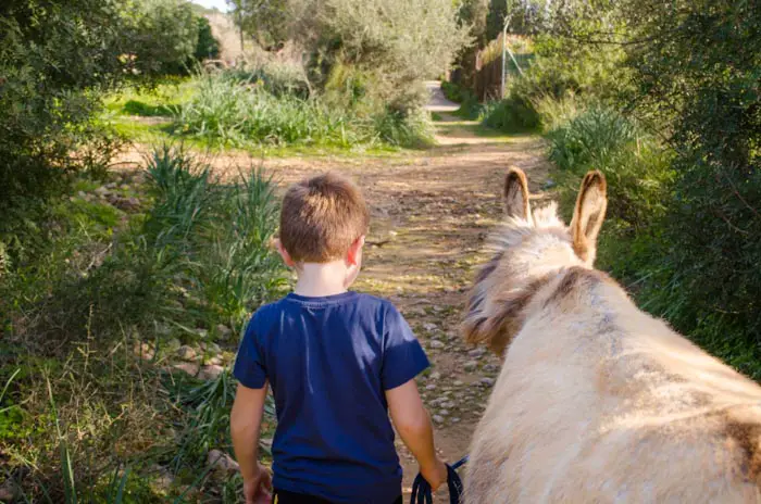 Wandern mit Esel auf Mallorca