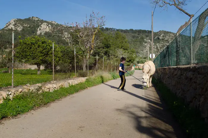 Die Eselfarm auf Mallorca