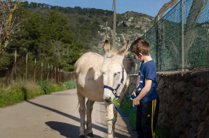 Wandern mit Esel auf Mallorca
