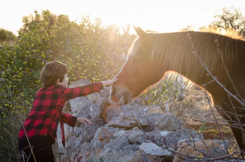 Horseback Riding Mallorca