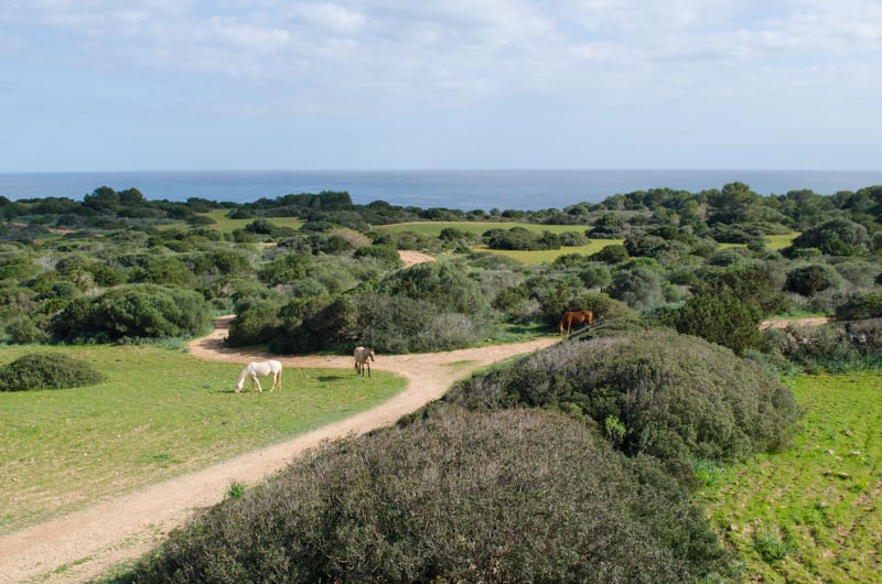 Reiten auf Mallorca