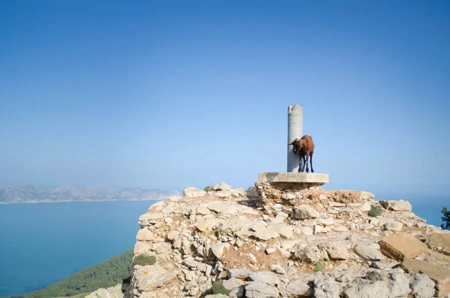 Wehrturm Talaia d'Alcudia