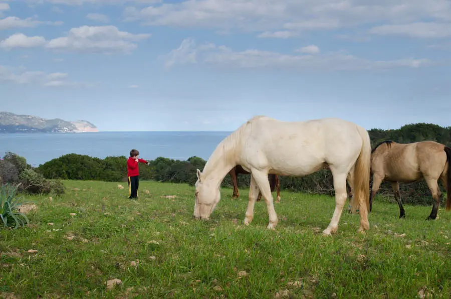 Reiten bei Cala Millor