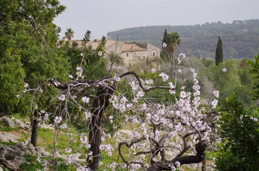 Mandelblüte auf Mallorca: Binibona