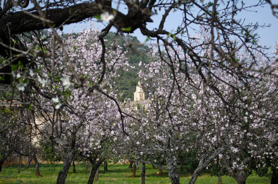 Mandelblüte in Caimari