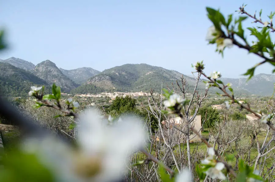 Von Caimari nach Binibona zur Mandelblüte