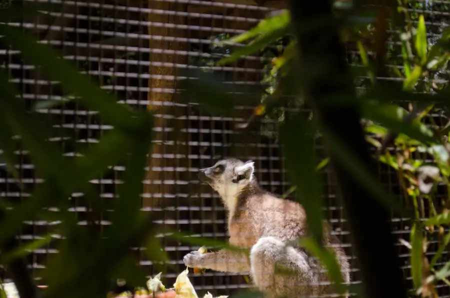 Natura Parc Mallorca: Der Zoo