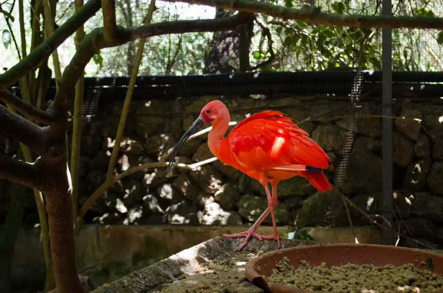 Natura Parc Mallorca: Der Zoo