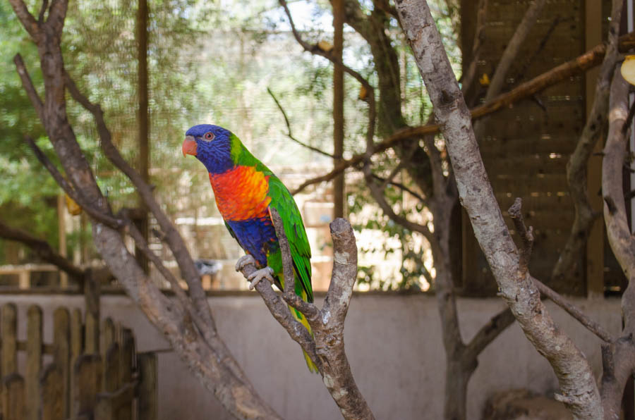 Tiere auf Mallorca