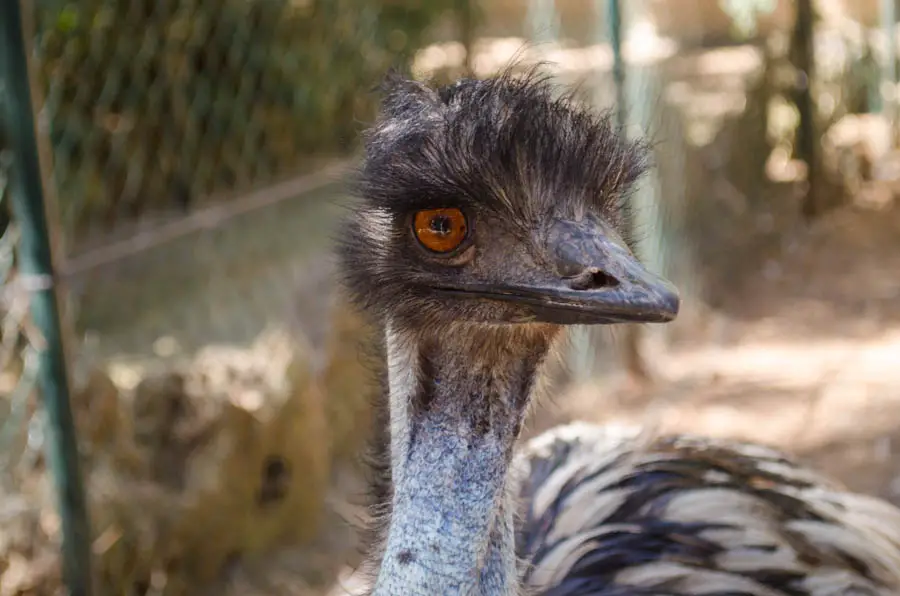 Natura Parc Mallorca: Der Zoo