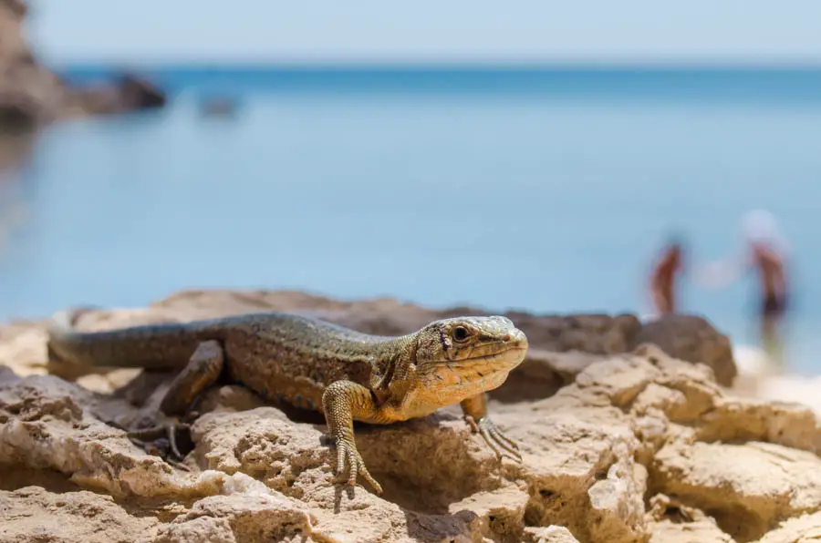 Eidechsen auf Mallorca