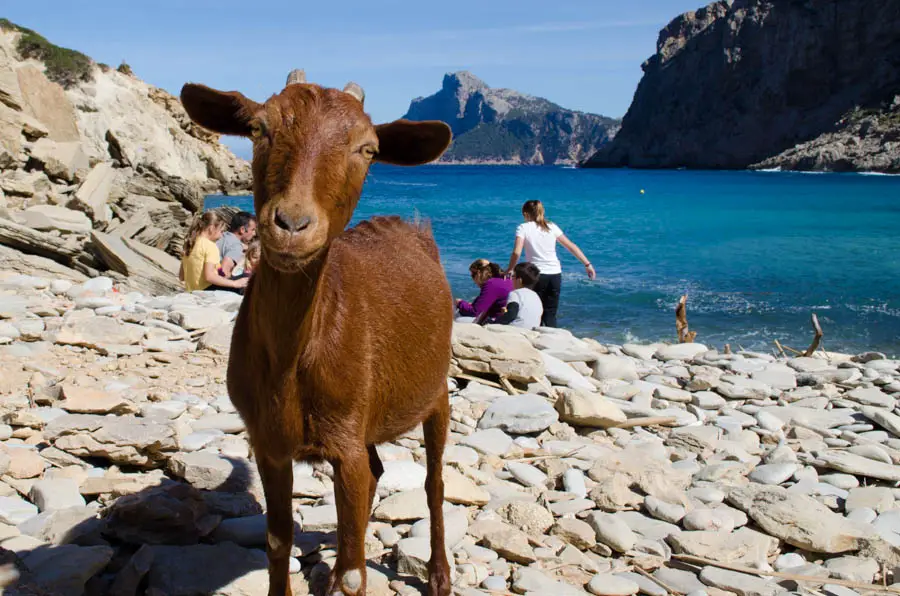 Cala Bóquer - Wanderung durchs Bóquer Tal