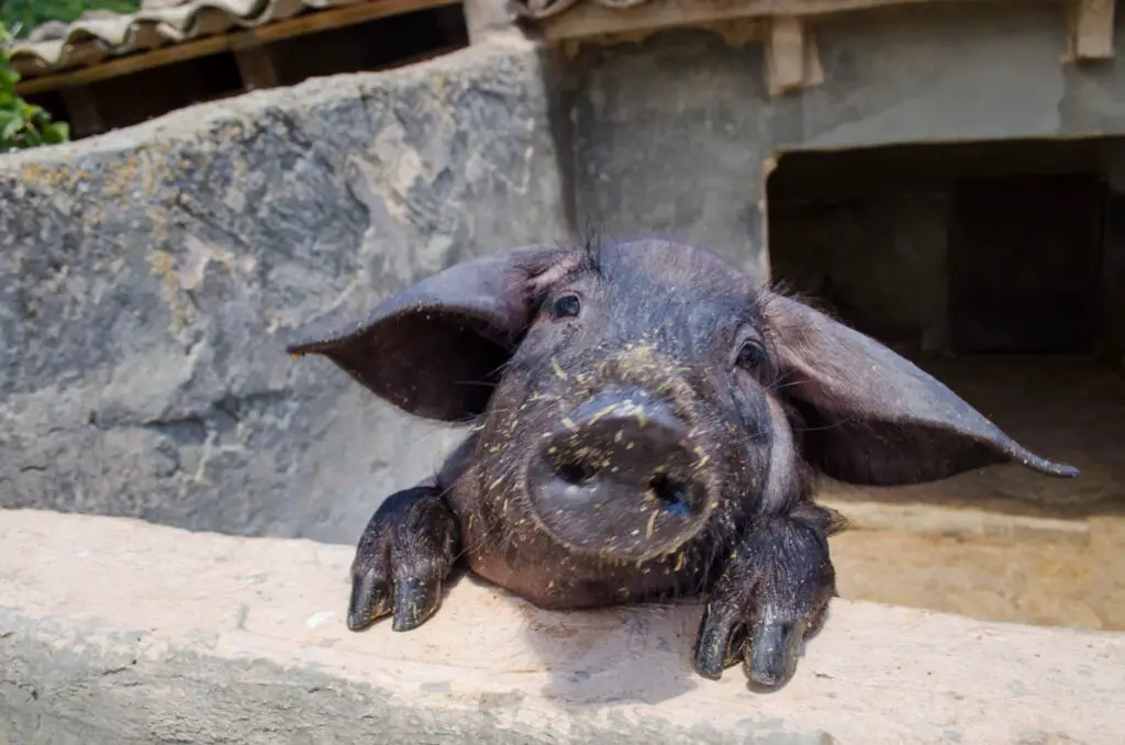 Schwarze: Schweine: Els Calderers Mallorca