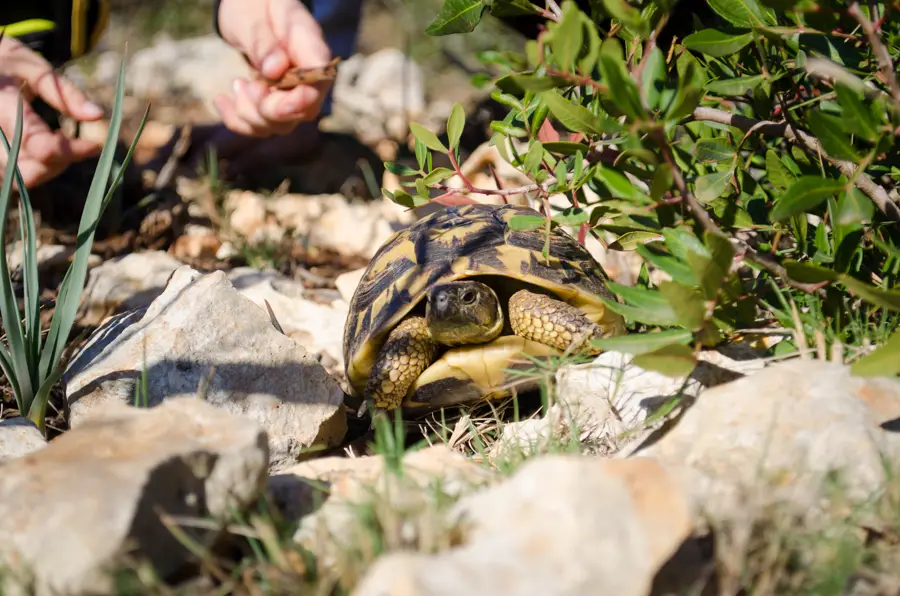 Schildkröten auf Mallorca