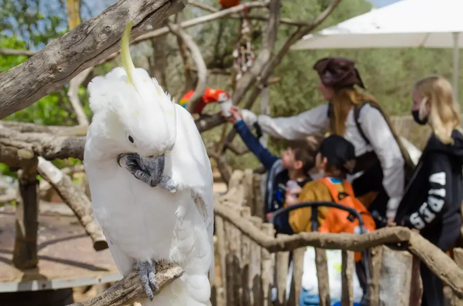 Pirat, Piratentour Mallorca