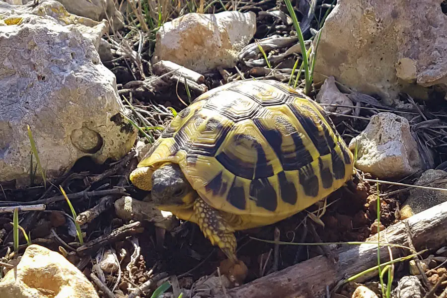 Schildkröten auf Mallorca