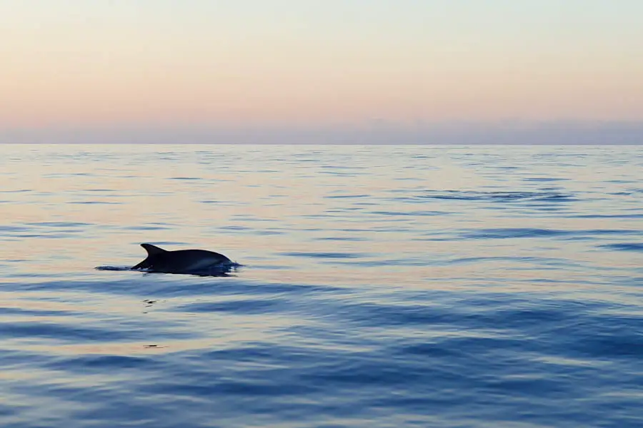 Delfintour auf Mallorca