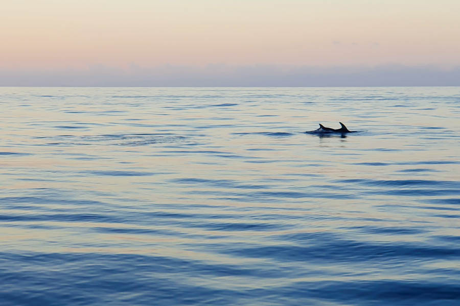 Alcúdia Dolphin boat trip