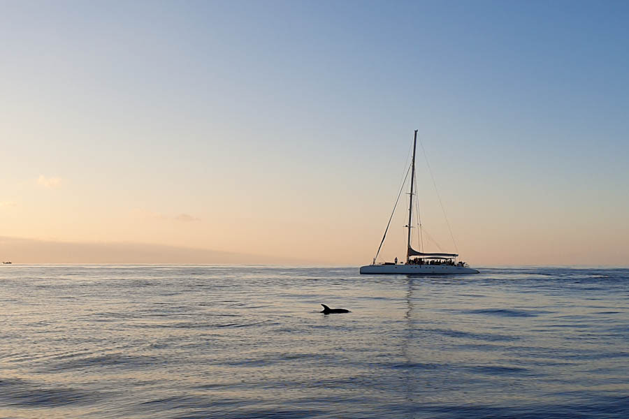 Delfine auf Mallorca