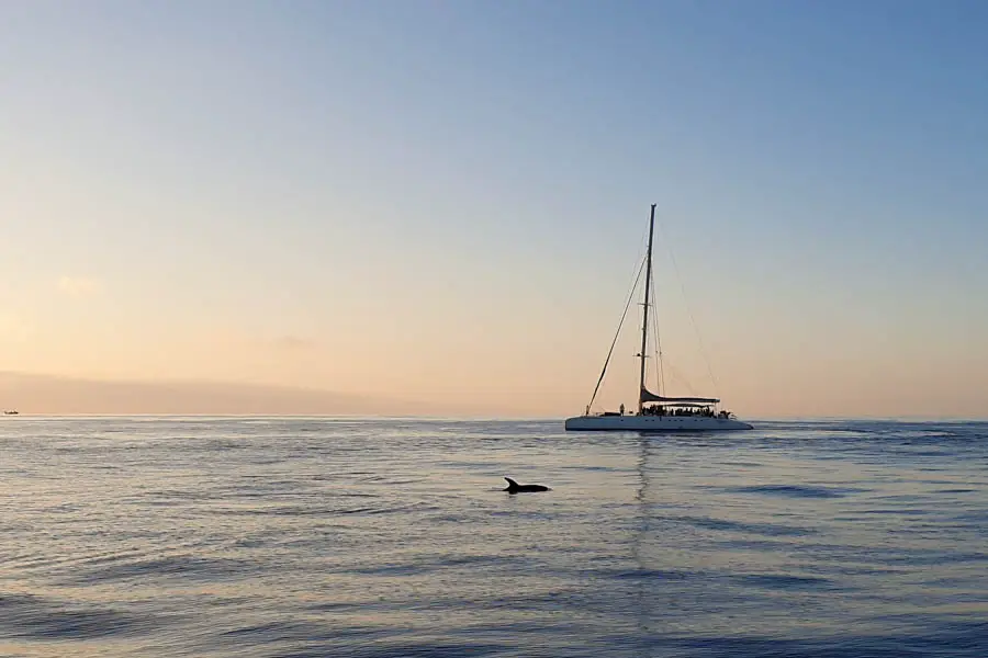 Delfine auf Mallorca