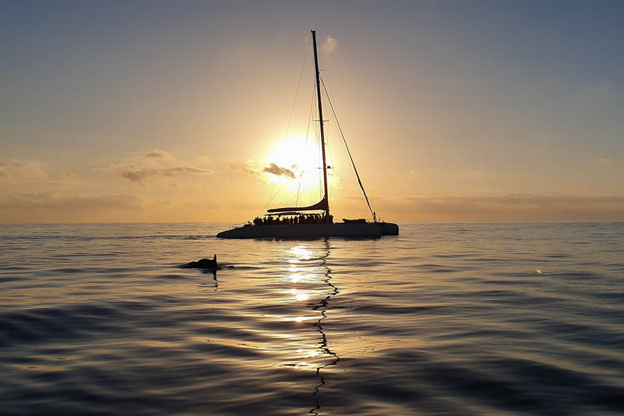 Dolphins in Mallorca