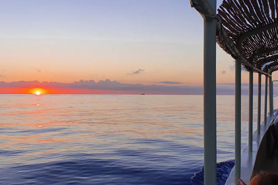 Dolphin watching in palma de mallorca