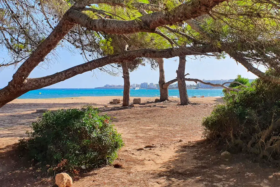 Cala Millor: Strand unter Pinien, zumindest ein Teil davon.