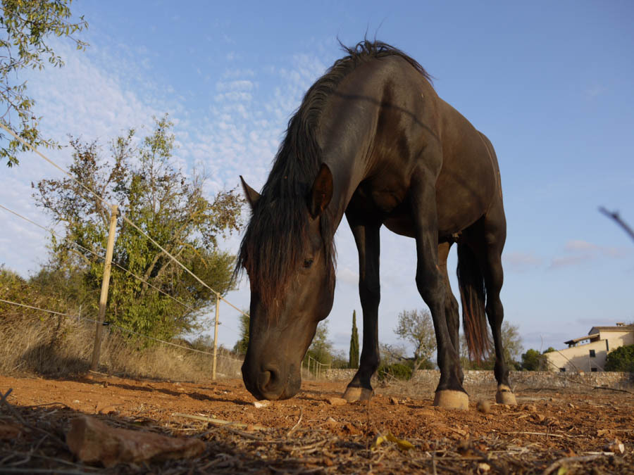 Horseback riding on the beach in mallorca