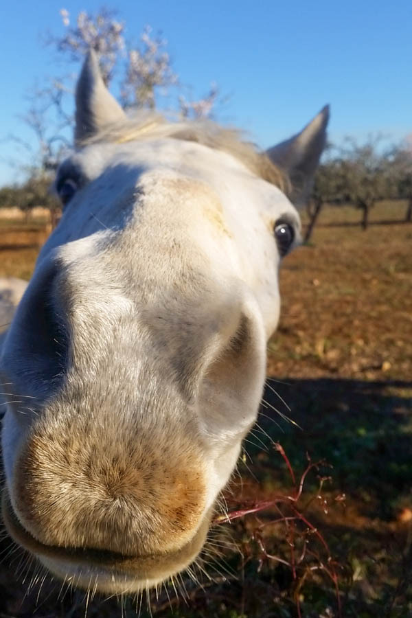 Horseback riding Mallorca